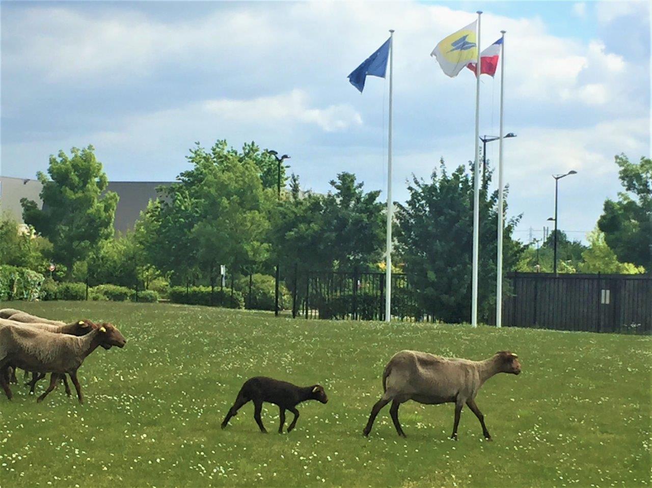 Le troupeau de moutons de la PIC de Lille
